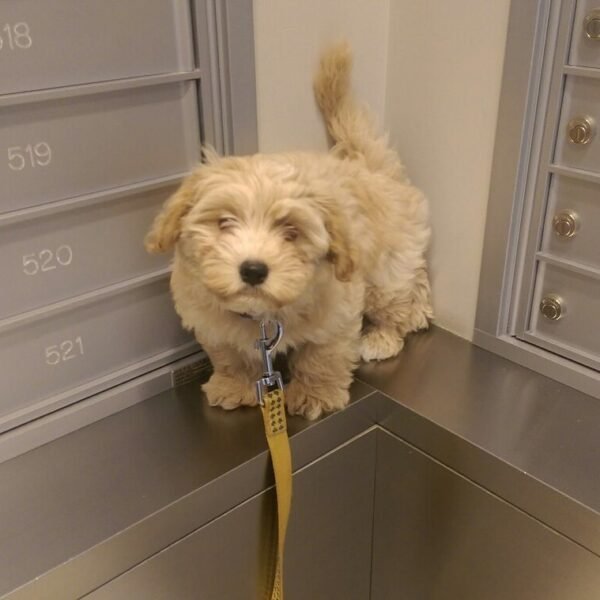 <span style="color: #000000;"><strong>Bluey</strong></span> ♂️