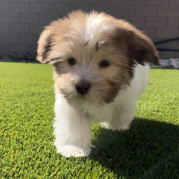 <span style="color: #000000;"><strong>Rosie</strong></span> ♀️