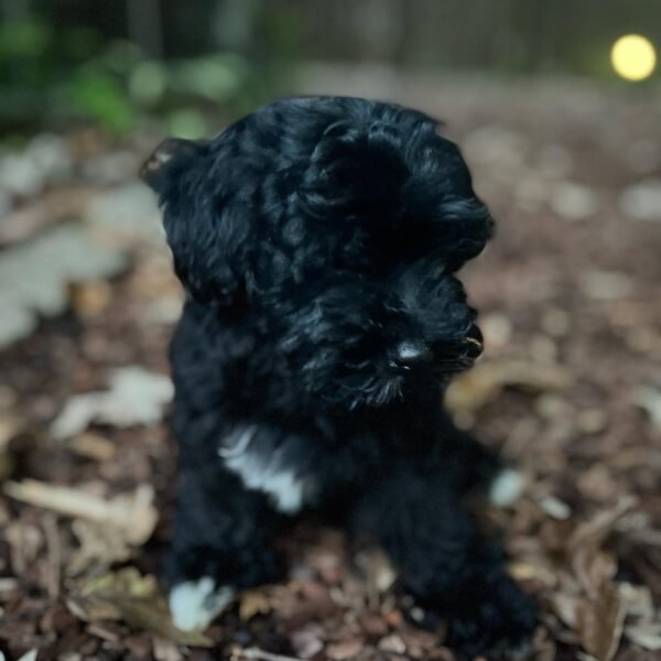 <span style="color: #000000;"><strong>Bella</strong></span> ♀️