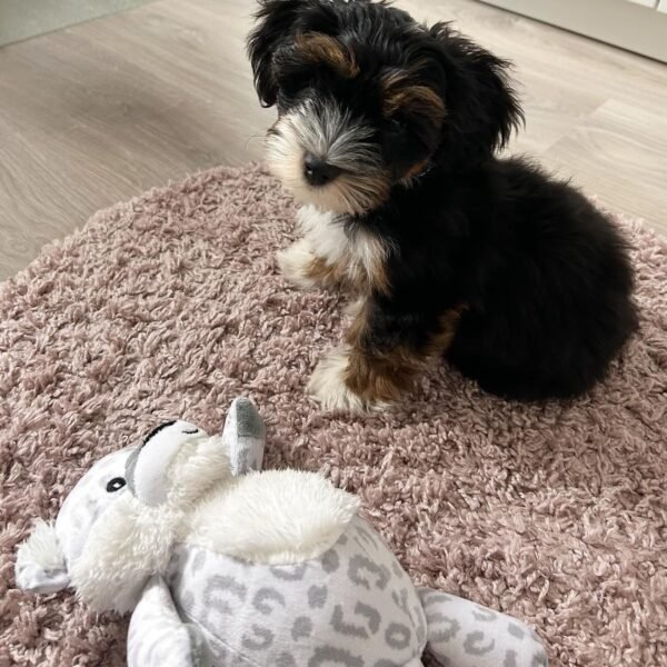 <span style="color: #000000;"><strong>Ollie</strong></span> ♂️