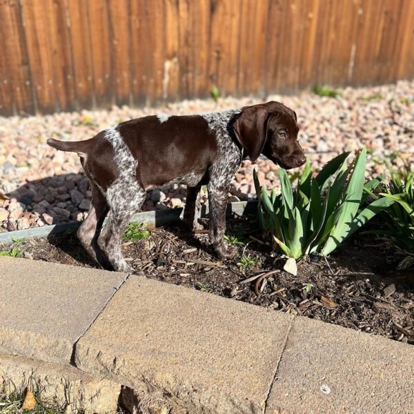 <span style="color: #FFA500;">Daisy-Mae</span> •