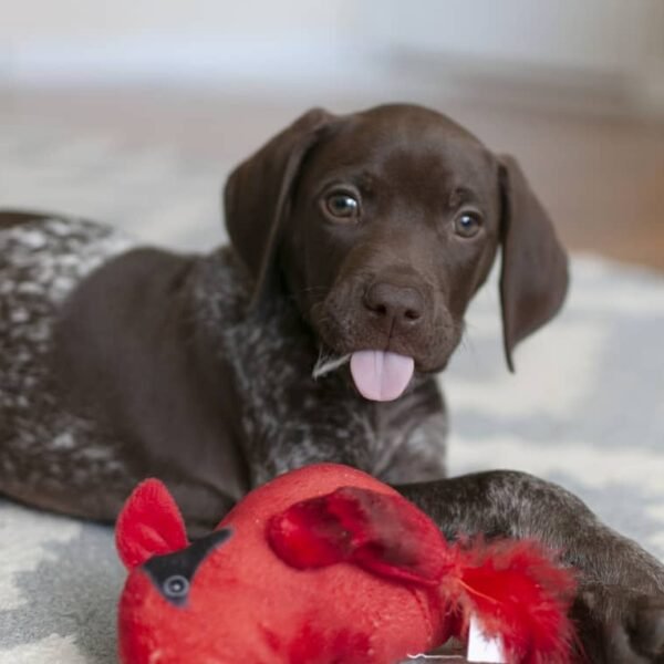 <span style="color: #0066cc;">Bluey</span> •