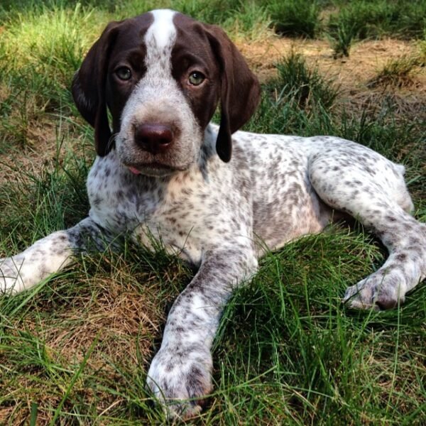 <span style="color: #FFA500;">Snowy</span> •