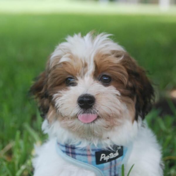 <span style="color: #000000;"><strong>Teddy</strong></span> ♂️