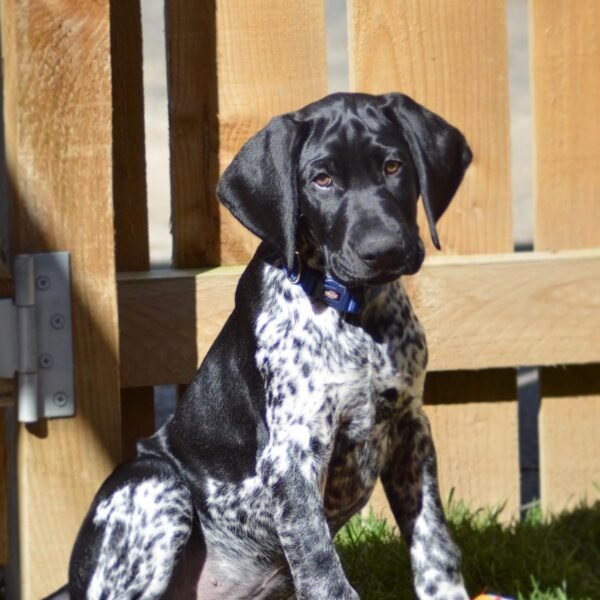 <span style="color: #0066cc;">Gunner</span> •