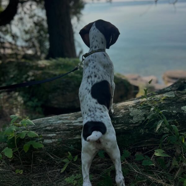 <span style="color: #006400;">Happily Placed</span>